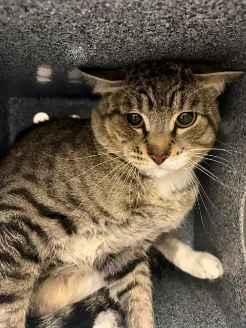 Tom