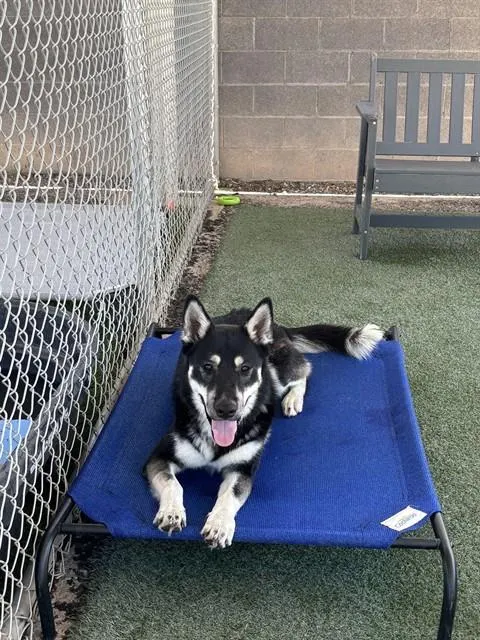 Shep