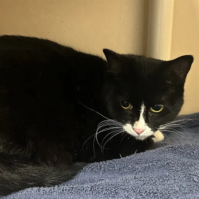 Mittens
