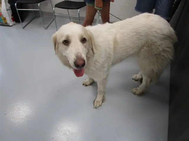 Adoptable Dog