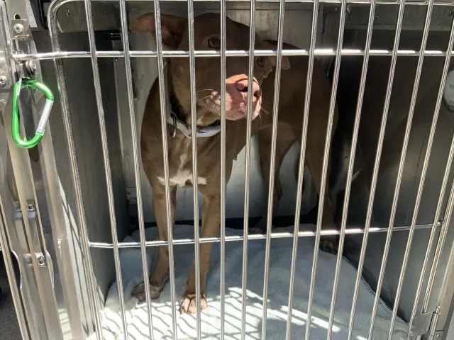 Adoptable Dog