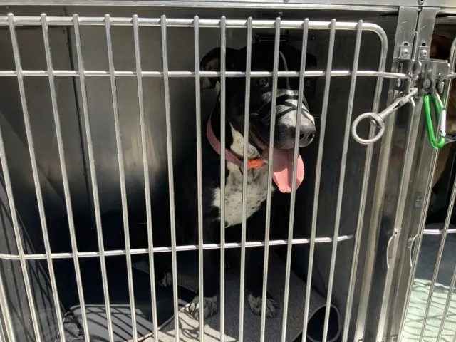 Adoptable Dog