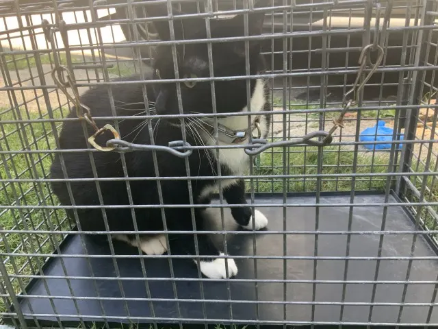 Adoptable Cat