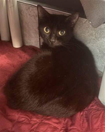 Simone