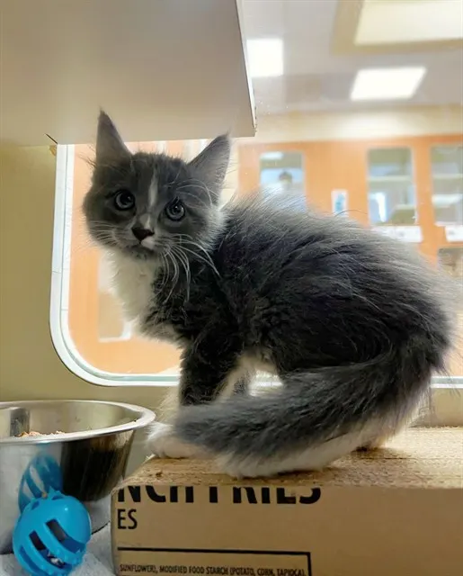 Fluff