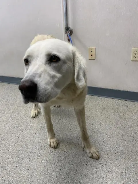 Adoptable Dog