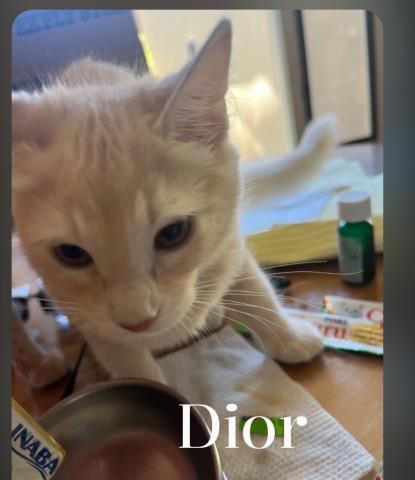 Dior