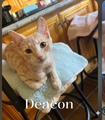 Deacon