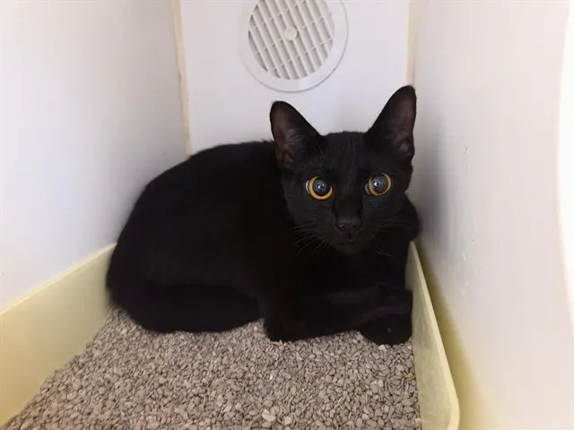 Minerva
