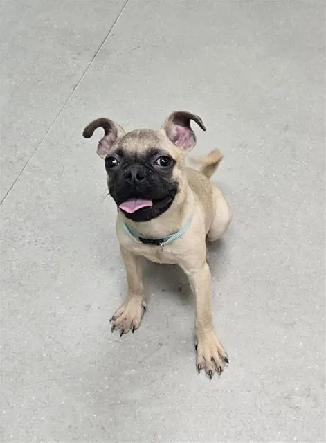 Adoptable Dog
