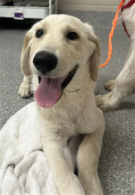 Adoptable Dog