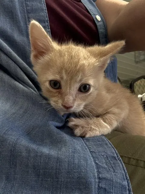Adoptable Cat