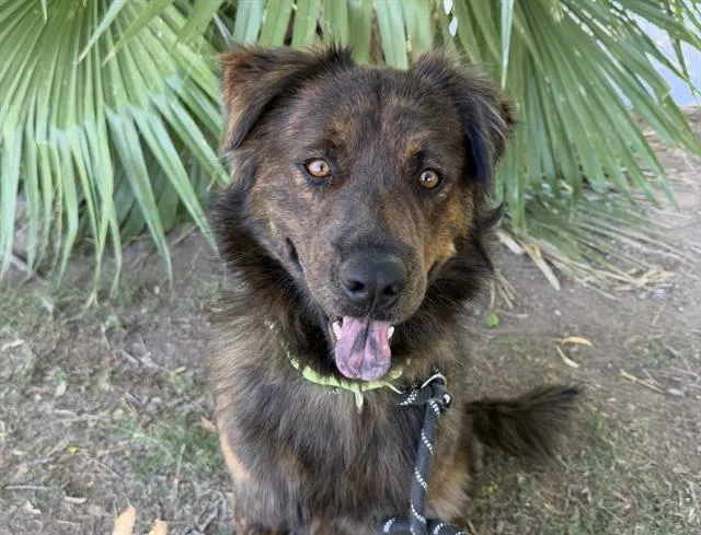 Buddy Monster