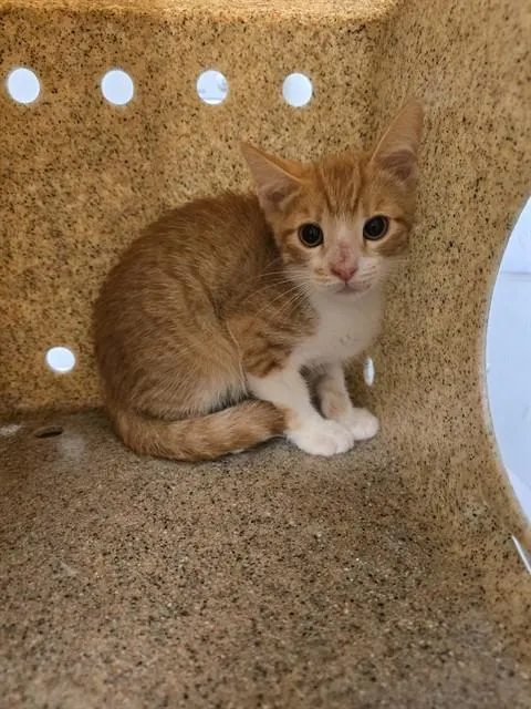 Leo