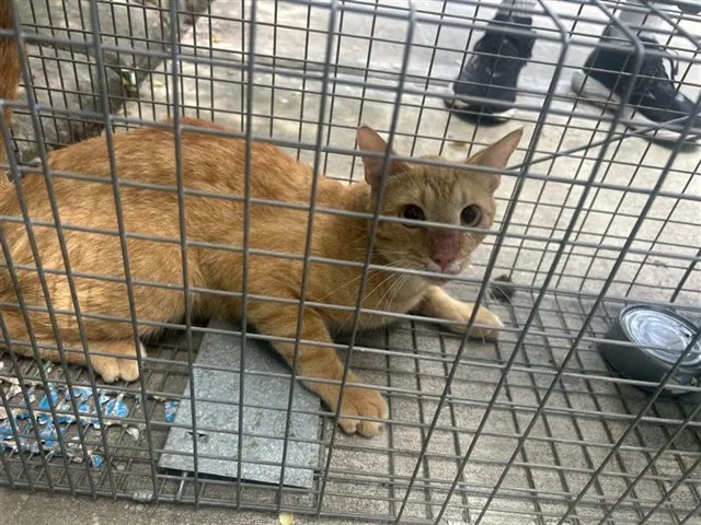 Adoptable Cat