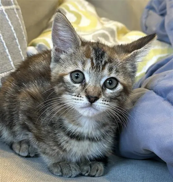 Peaches