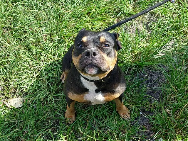 Lulu