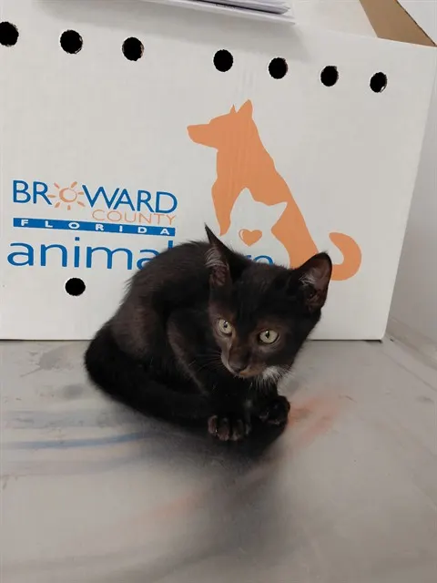 Adoptable Cat