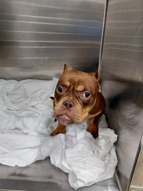 Adoptable Dog