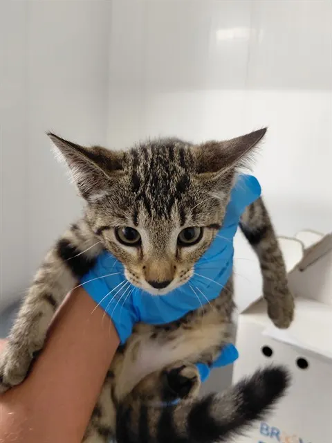 Adoptable Cat