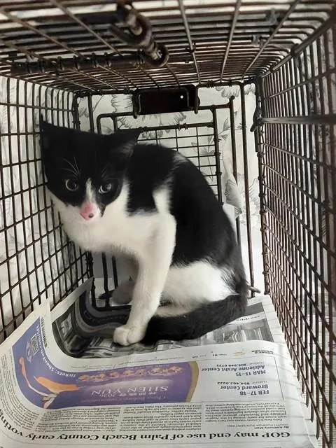 Adoptable Cat