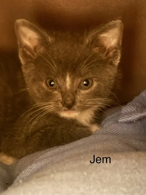 *Jem