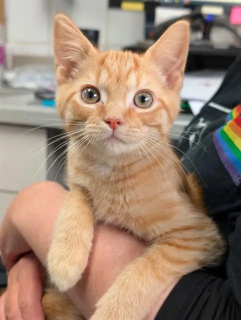 Ozzie