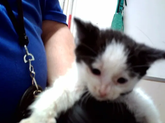 Puffball