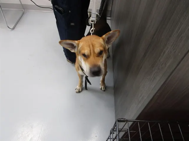 Adoptable Dog