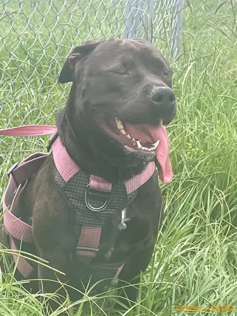 Nova