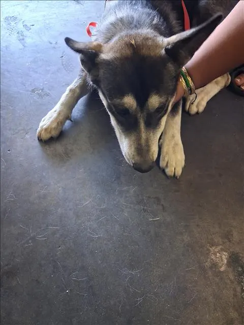 Adoptable Dog