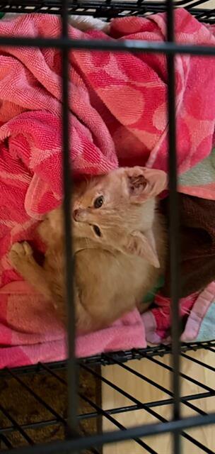 Adoptable Cat