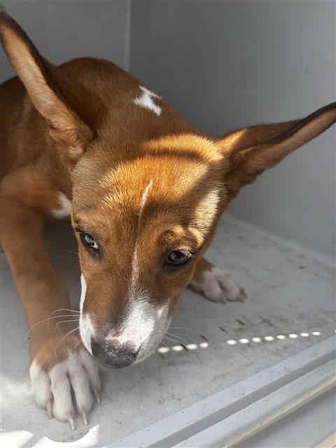 Adoptable Dog
