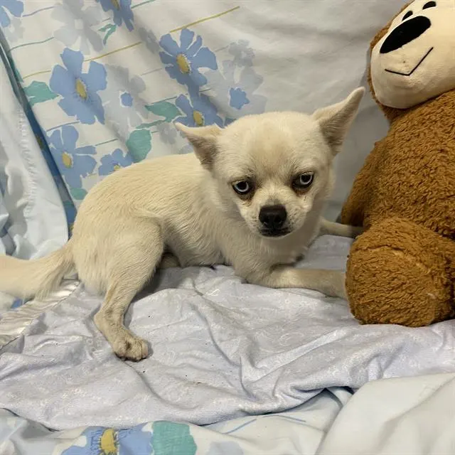 Adoptable Dog