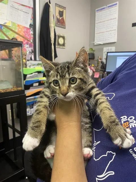 Claws