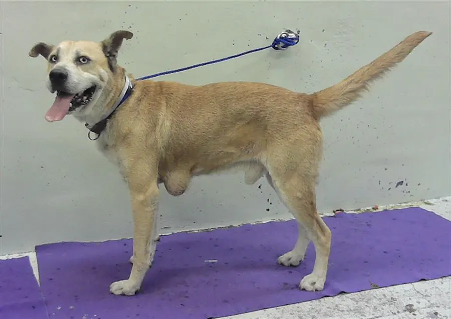 Adoptable Dog