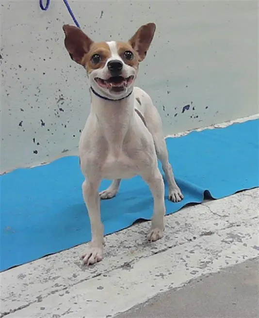 Adoptable Dog