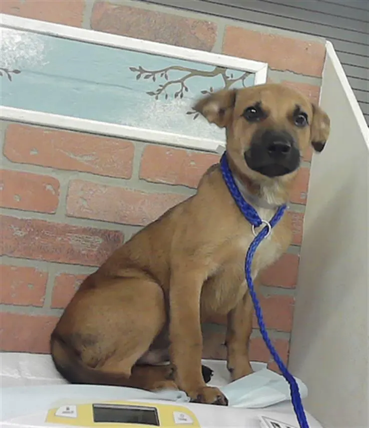Adoptable Dog