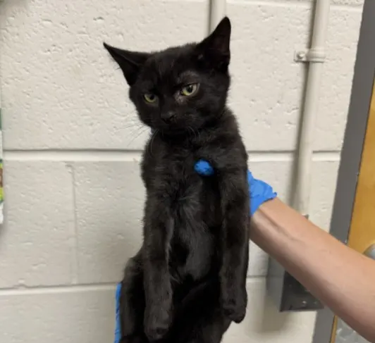 Adoptable Cat