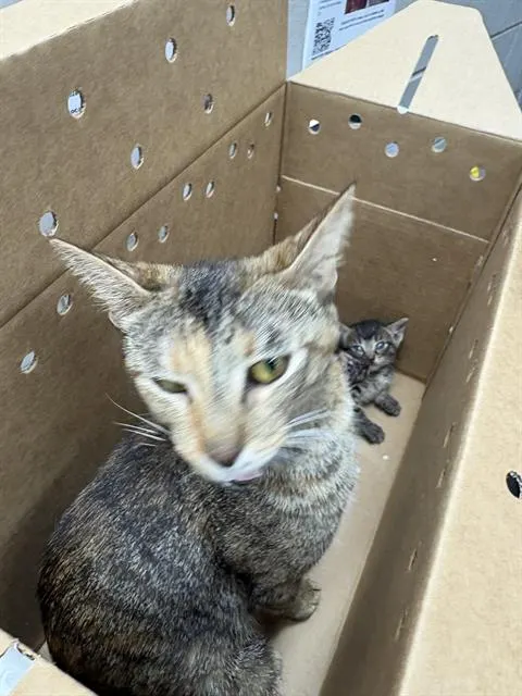 Adoptable Cat