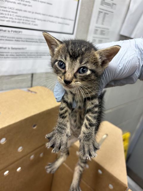 Adoptable Cat
