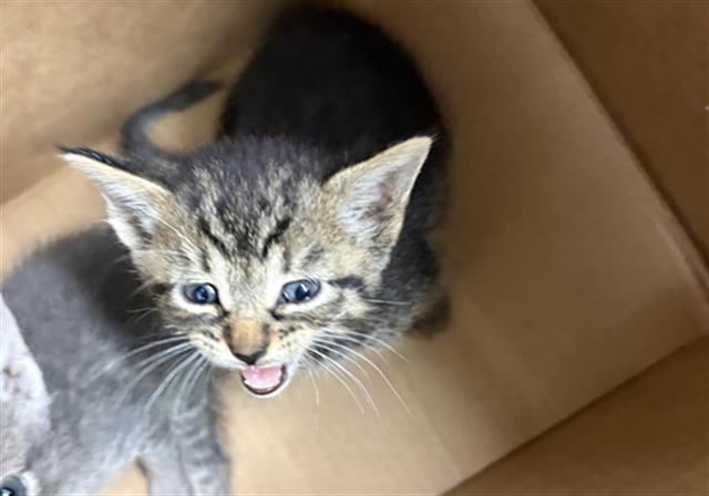 Adoptable Cat
