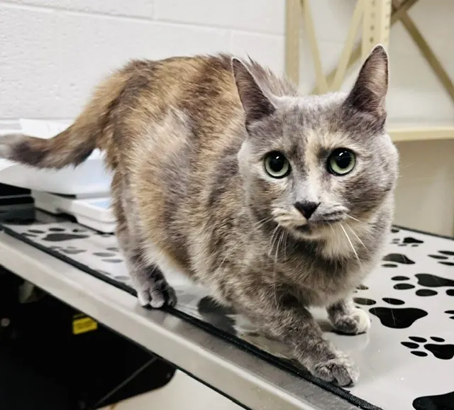 *Marmalade