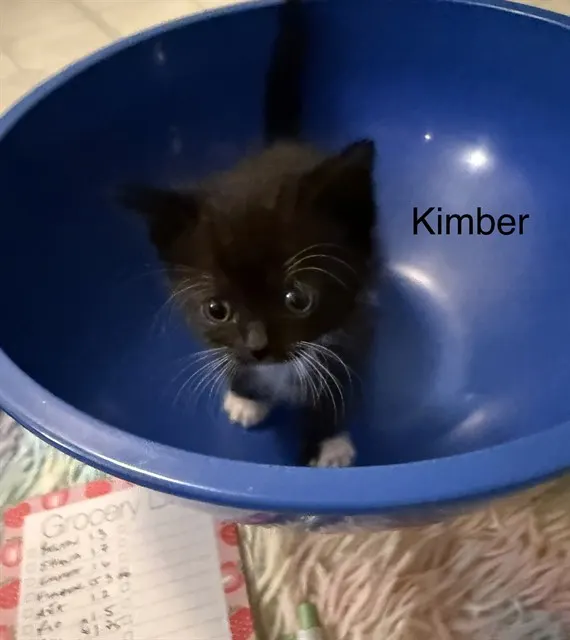 *Kimber