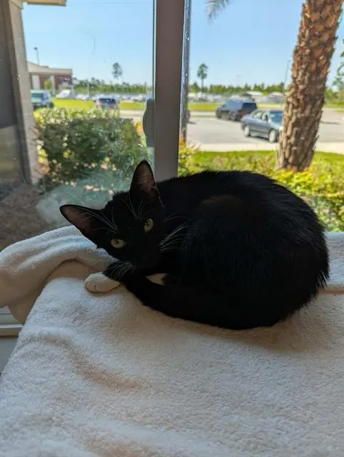 Mercury