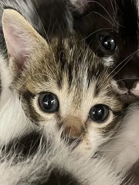 Eliza