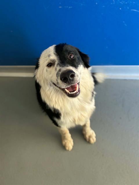 Adoptable Dog