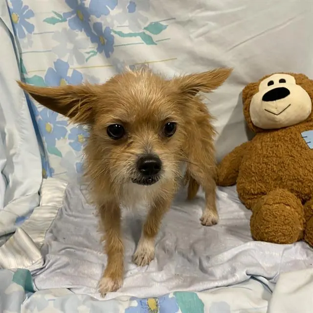 Adoptable Dog