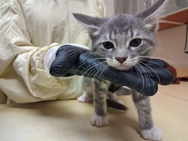 Romeo