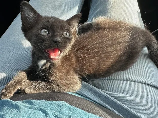 Arwen